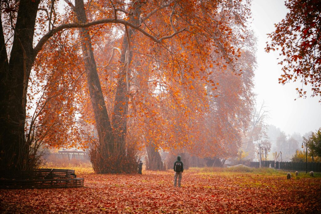 Person walking in a misty forest with vibrant autumn leaves, creating a serene and colorful scene.